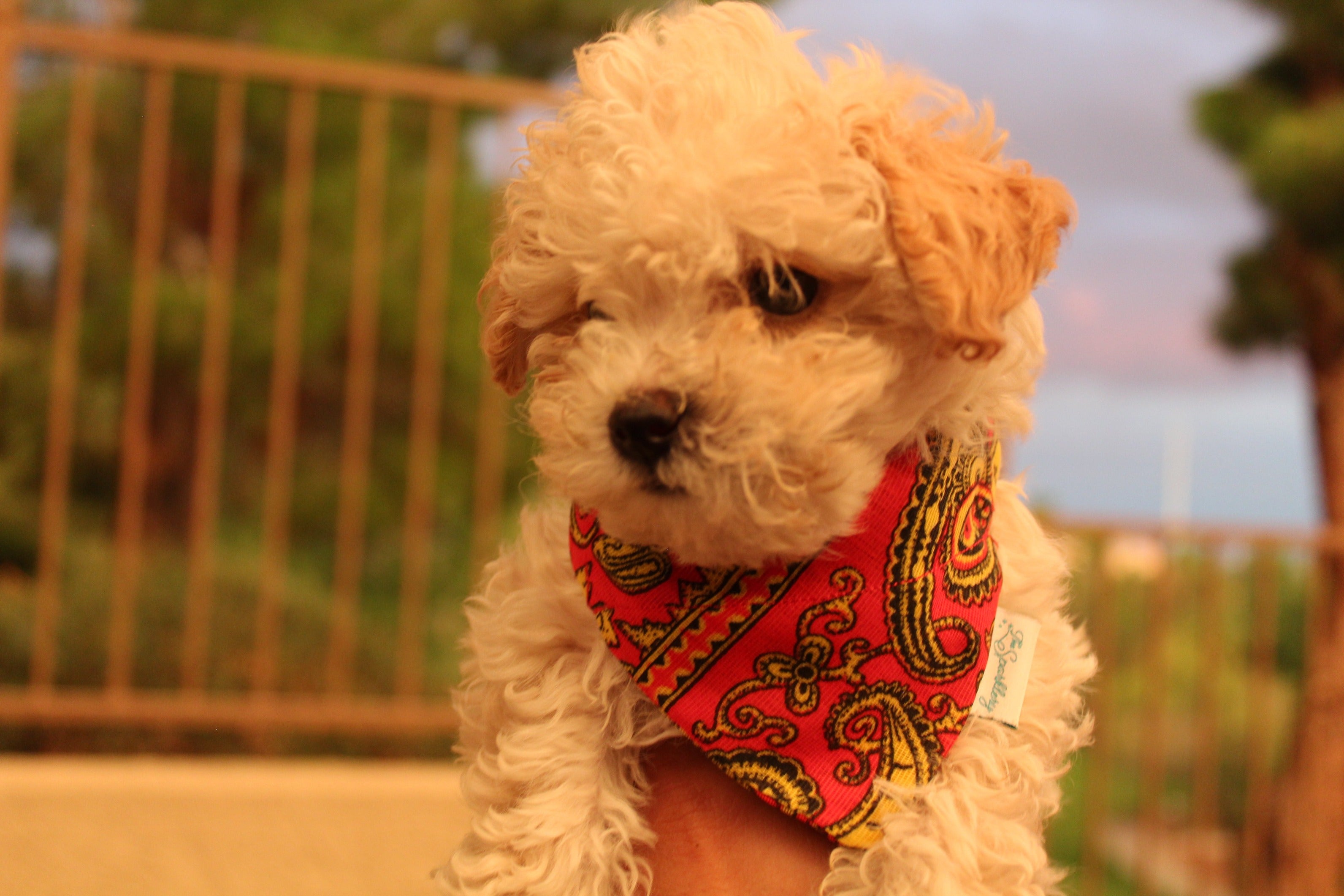 Talavera - Bandana pour chien