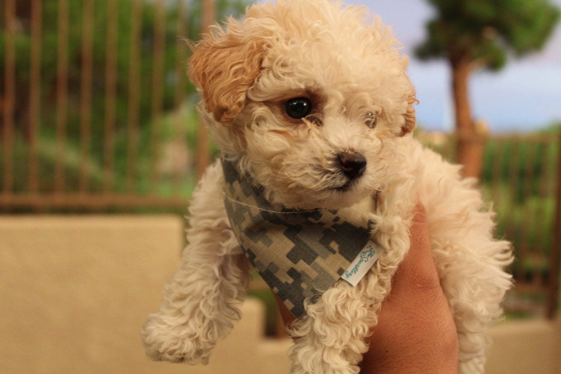 Dog Bandanas - Indigenous Design 