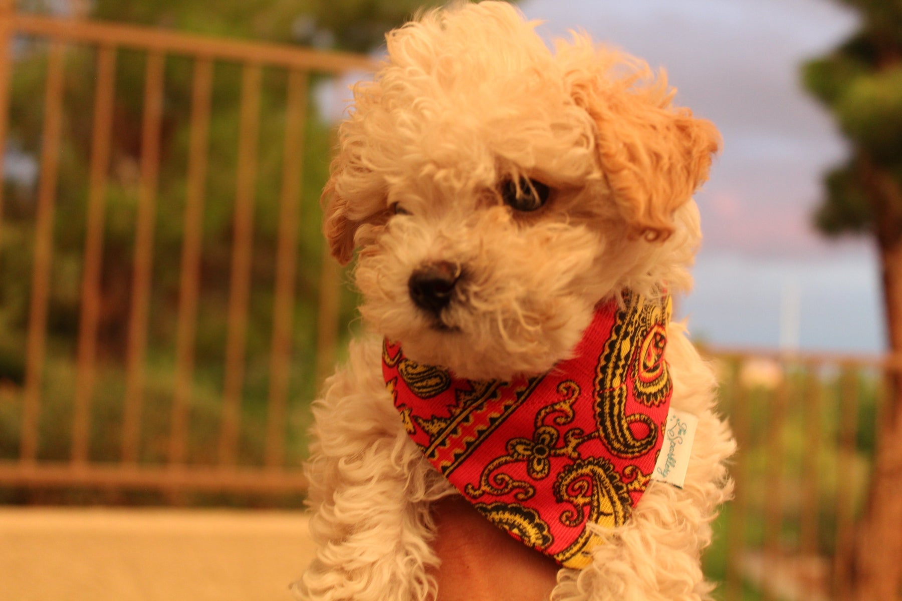 Nos héros - Bandana pour chien